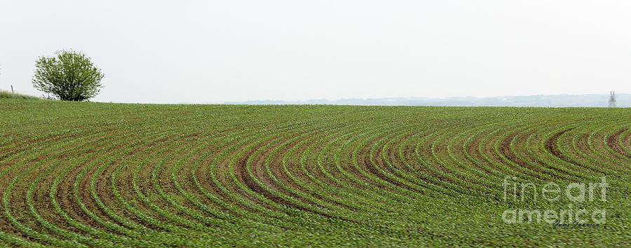Panorama Iowa corns sprout Photograph by Yumi Johnson