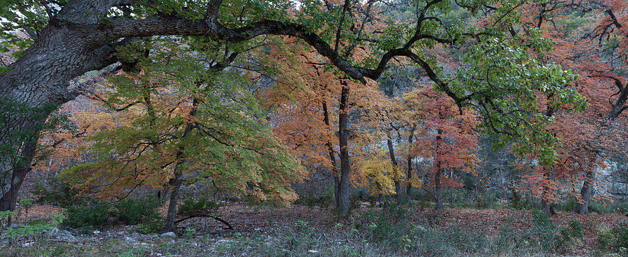 Panorama of Fall Colors at Lost Maples Photograph by James Woody