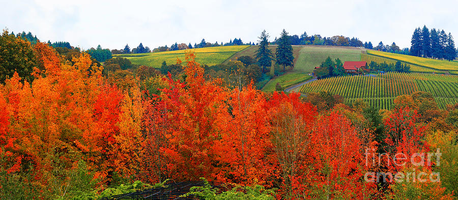 Panorama of The Red Hills of Dundee Oregon Photograph by Margaret Hood
