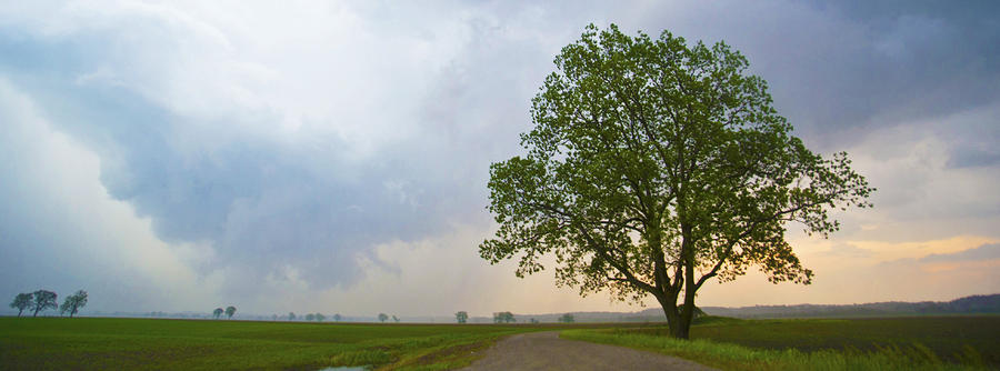 Tree Photograph - Panoramic Tree after the Storm by Jennifer Brindley