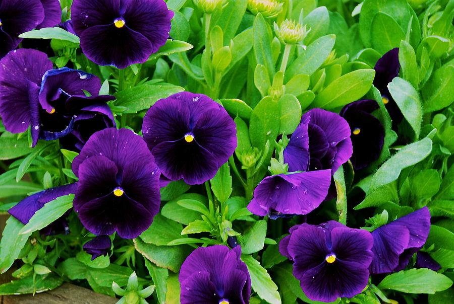 Pansies Photograph by Eric Tressler
