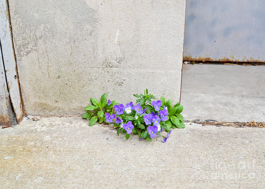 Pansies Growing Out Of Concrete Photograph by Photo Researchers