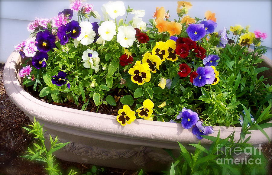Pansies in a Pot Photograph by Nancy Patterson