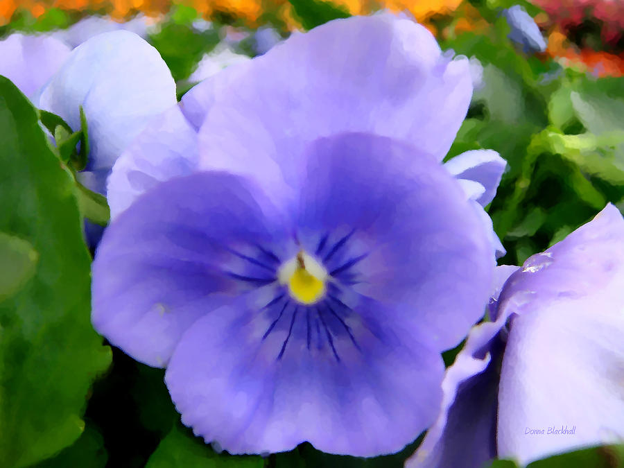 Pansies In The Outfield Digital Art by Donna Blackhall