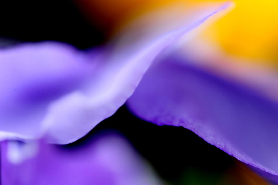 Pansy Photograph - Pansies in the Wind by Frank DiGiovanni
