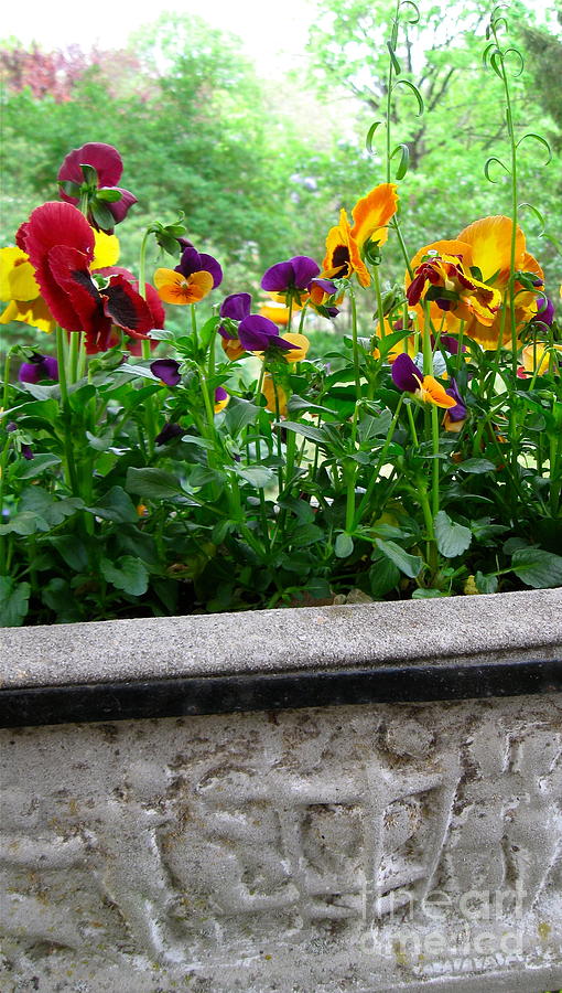 Pansies  Photograph by Nancy Patterson