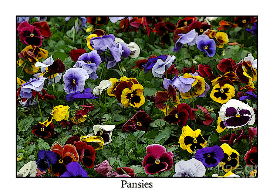 Pansies Photograph by Sami Martin