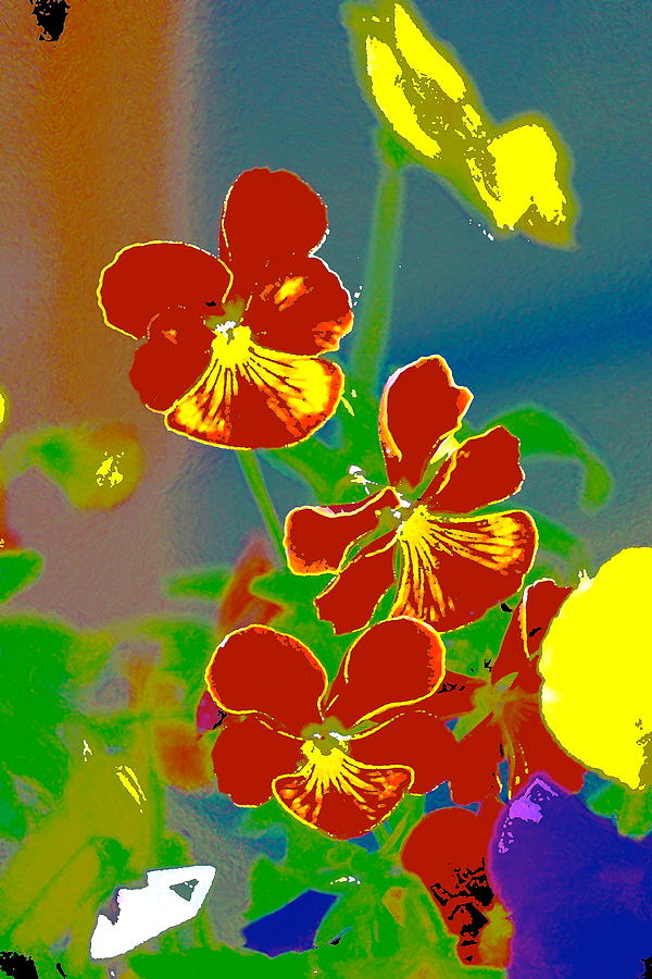 Pansy 11 Photograph by Pamela Cooper