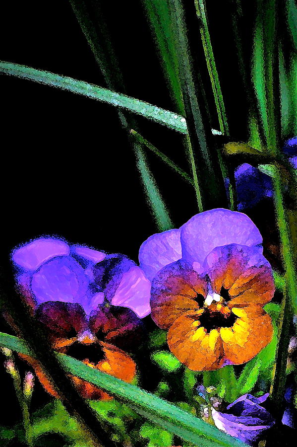 Pansy 5 Photograph by Pamela Cooper
