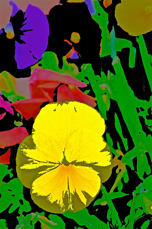 Pansy 9 Photograph by Pamela Cooper