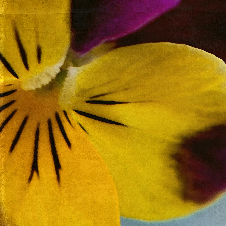 Pansy Photograph by Bonnie Bruno