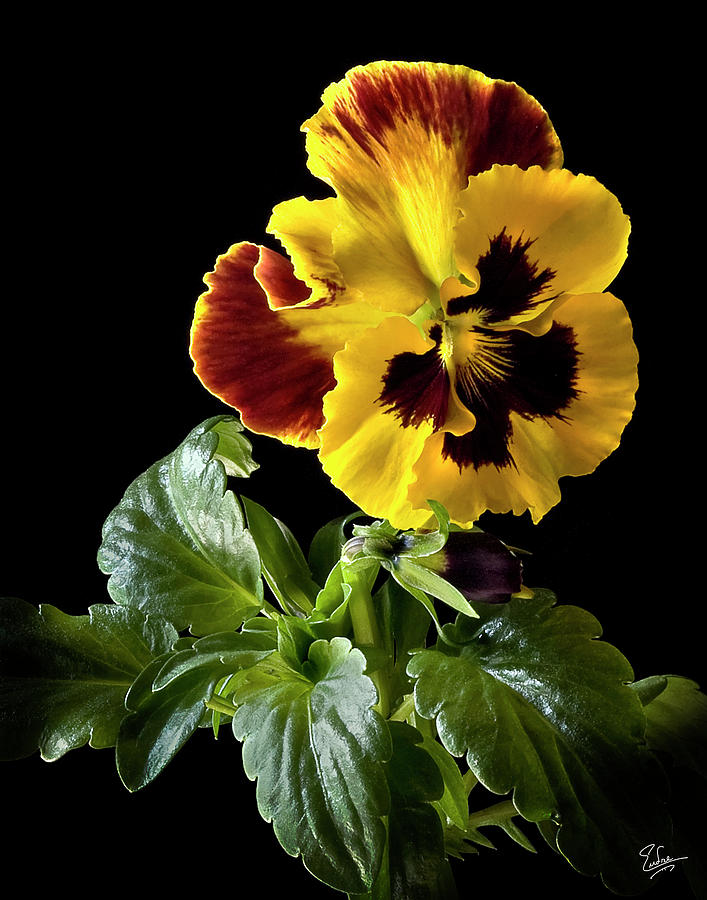 Pansy Photograph by Endre Balogh