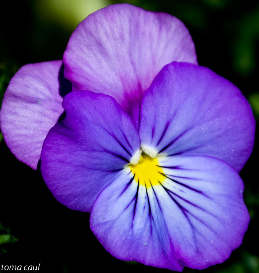 Pansy Face Photograph by Toma Caul