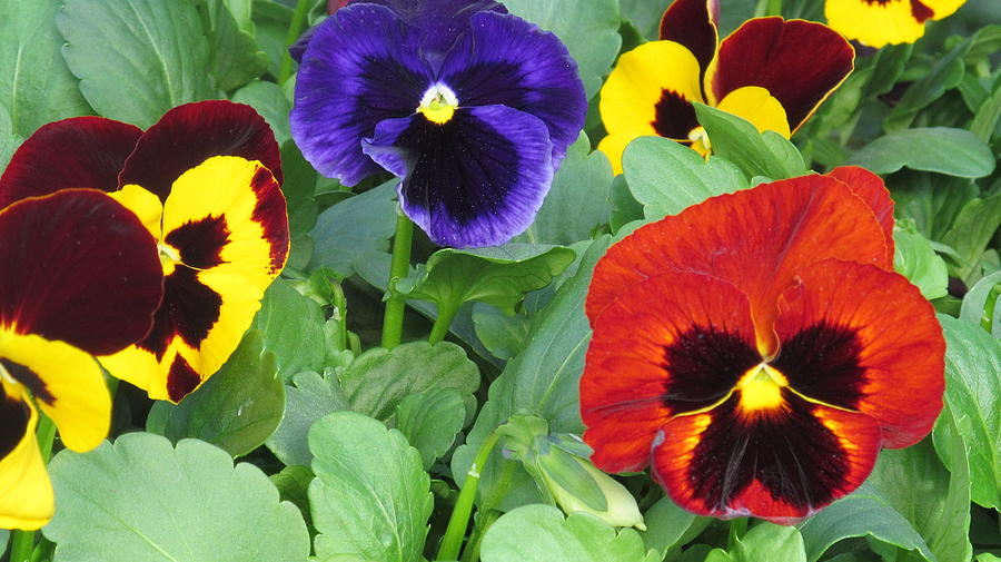 Pansy Faces Photograph by Loretta Pokorny