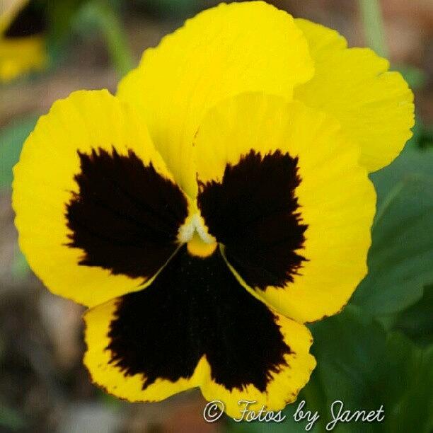 Nature Photograph - Pansy #flower #blossom #nature #plant by Janet Ortiz