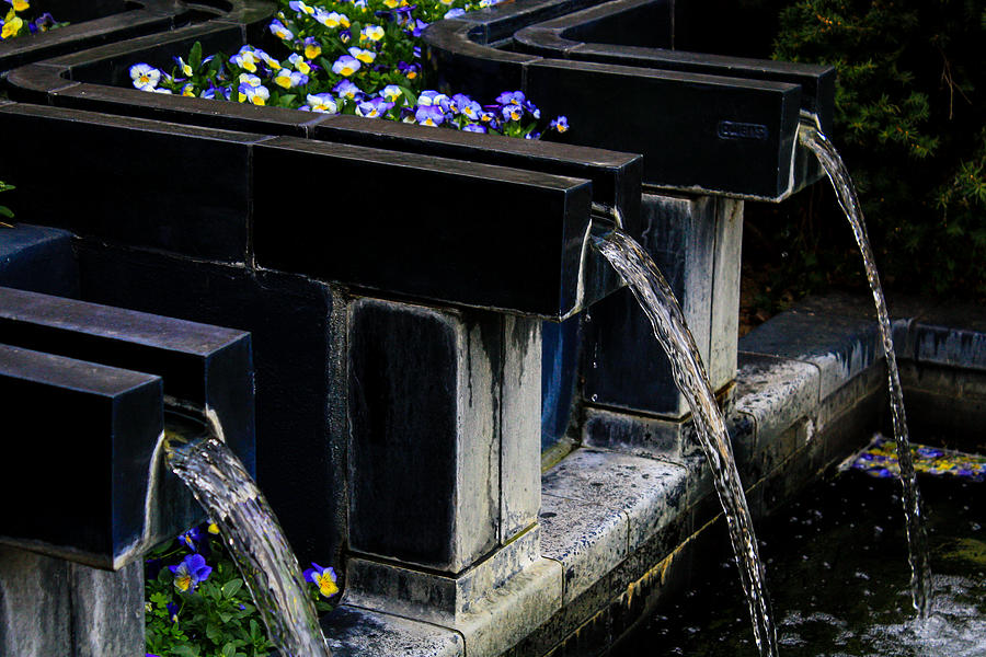 Pansy Fountain Photograph by Toma Caul
