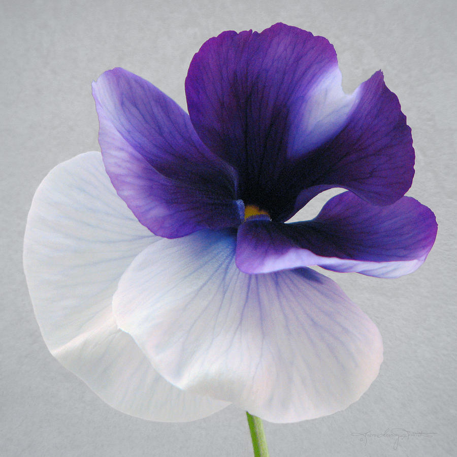 Pansy Glow II Photograph by Karen Casey-Smith