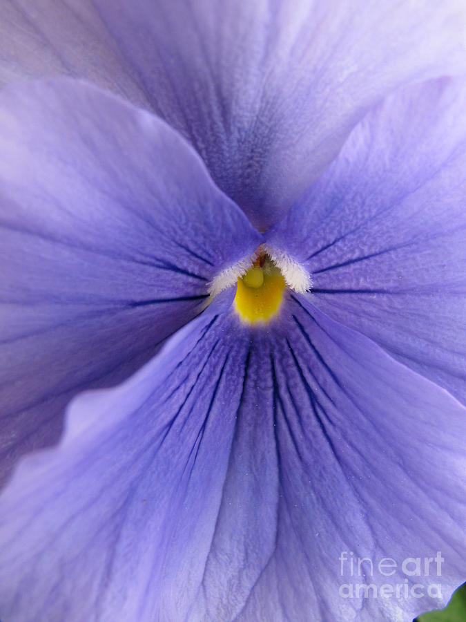 Pansy Macro Photograph by Lili Feinstein