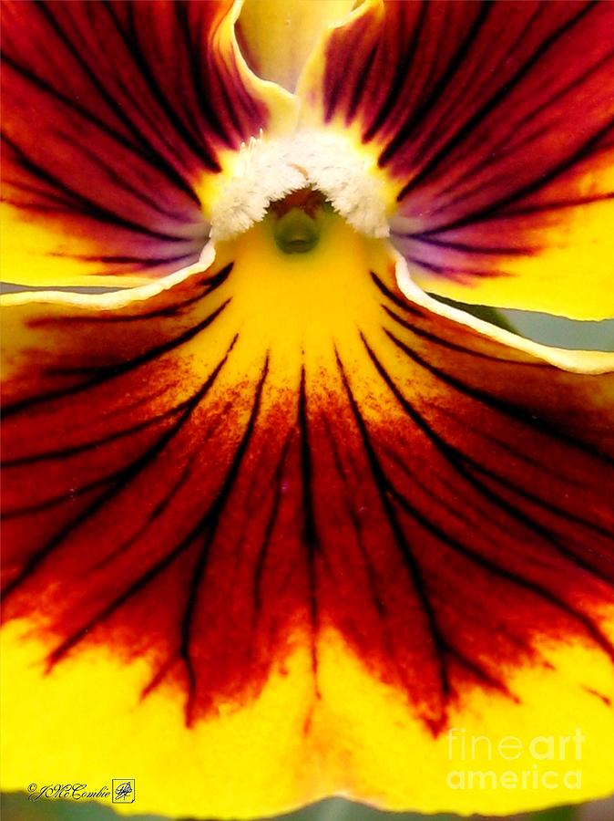 Pansy named Imperial Gold Princess Photograph by J McCombie