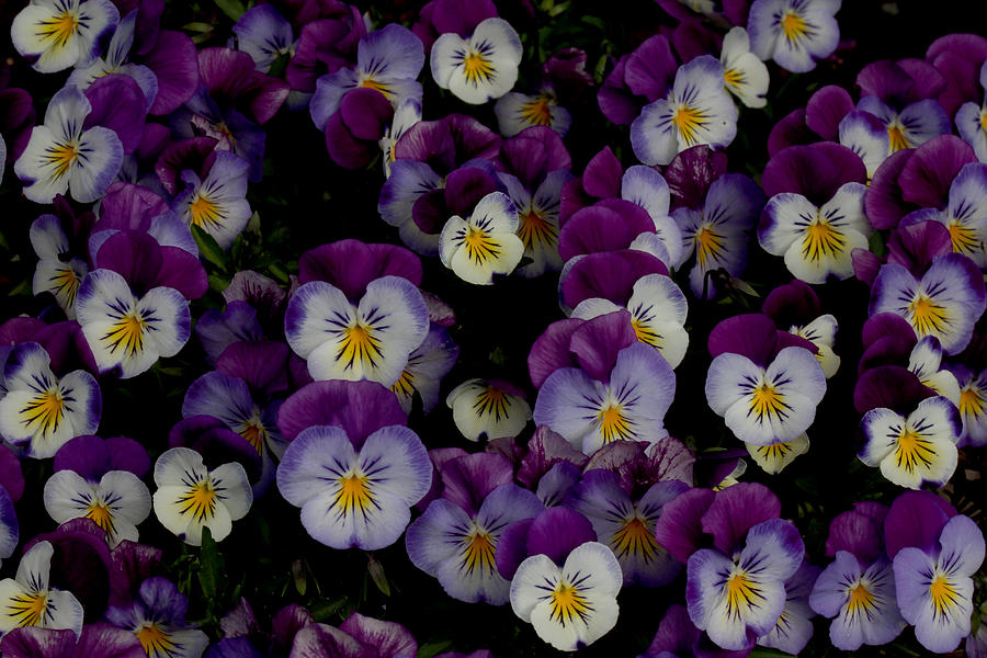 Pansy Patch - 1 Photograph by Robert Morin