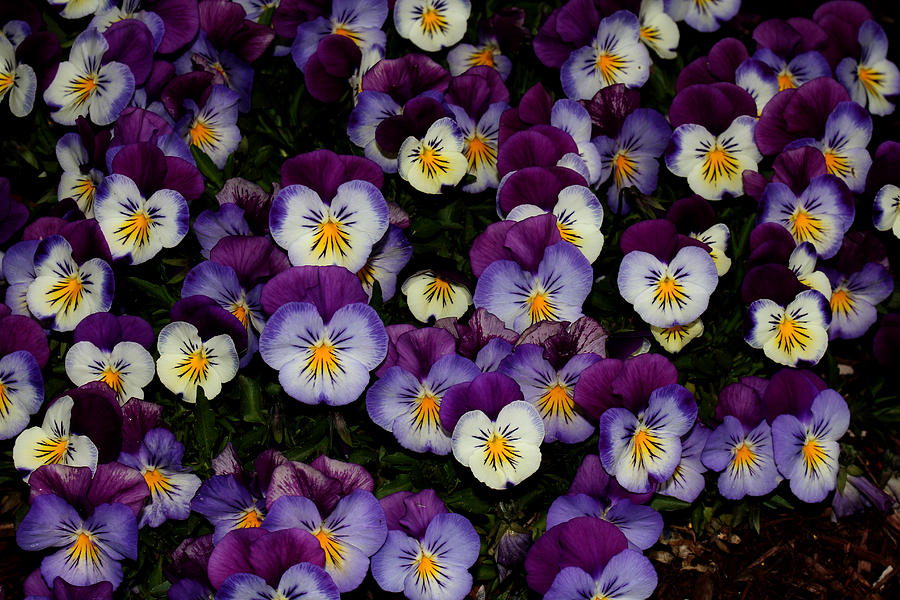Pansy Patch - 2 Photograph by Robert Morin