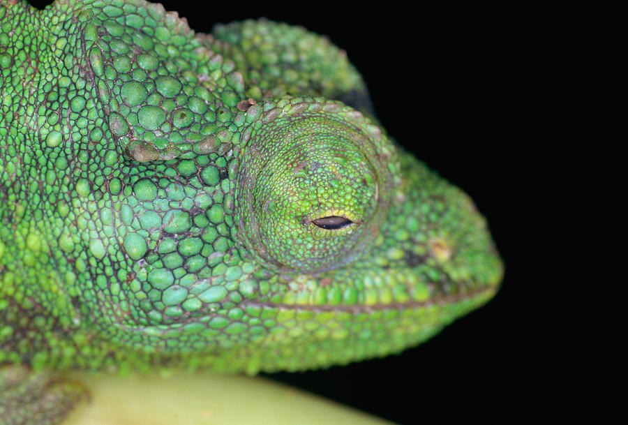 Panther Chameleon Photograph by Jupiterimages