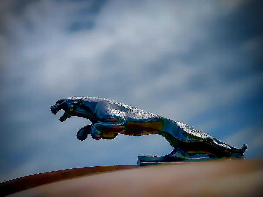 Panther Hoodie Digital Art by Douglas Pittman