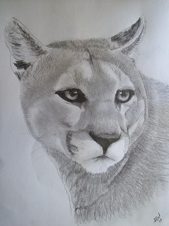 Panther Original Sketch Portrait By Pigatopia by Shannon Ivins
