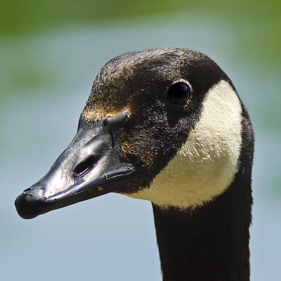 Papa Goose eye Photograph by LeeAnn McLaneGoetz McLaneGoetzStudioLLCcom