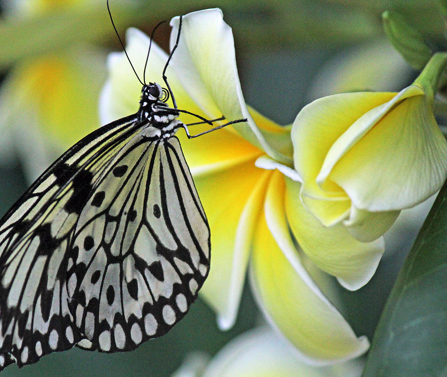 Butterfly Photograph - Paper kite butterfly on plumeria by Becky Lodes