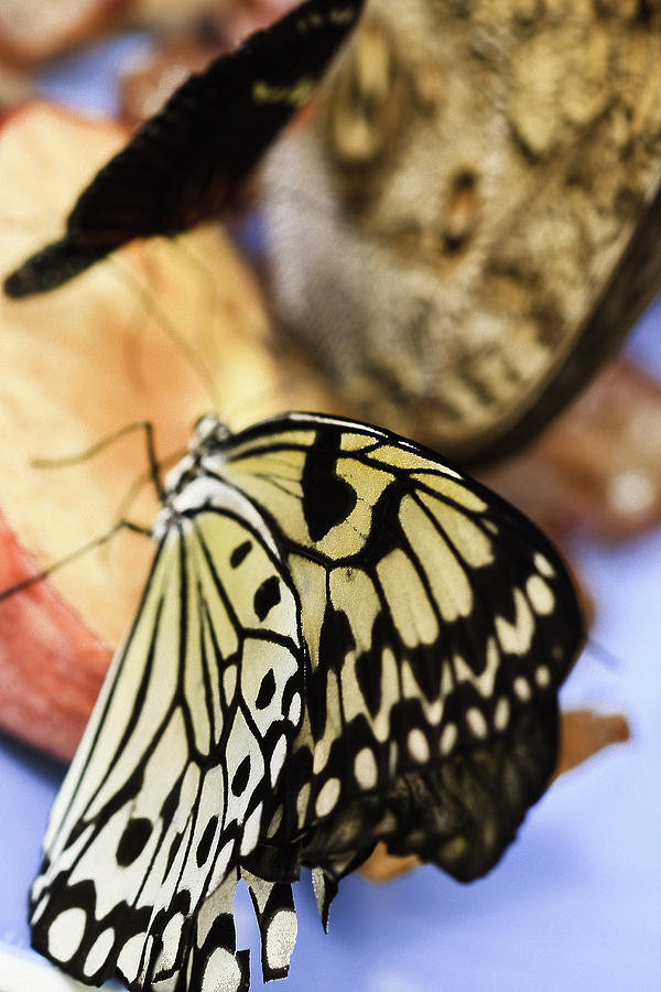 Paper Kite Butterfly Photograph by Perla Copernik
