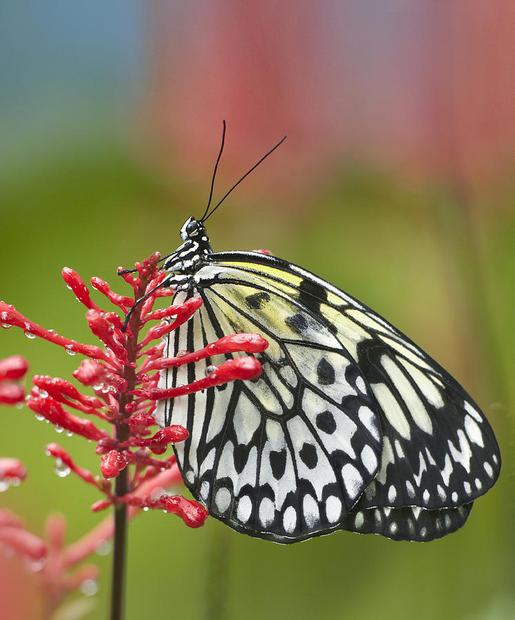 Paper Kite Idea Leuconoe Butterfly Photograph by Tim Fitzharris