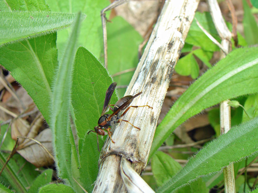 Paper Wasp - Polistes metricus Photograph by Carol Senske