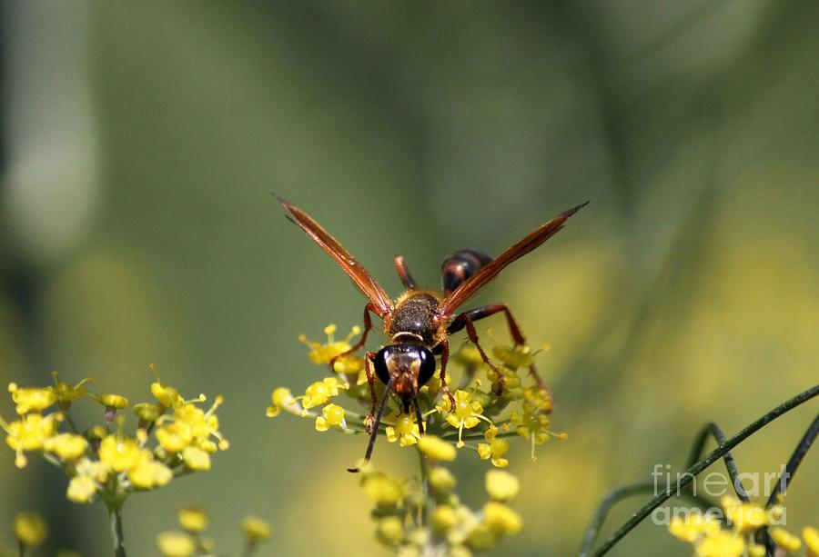 Nature Photograph - Paper Wasp by Erica Hanel