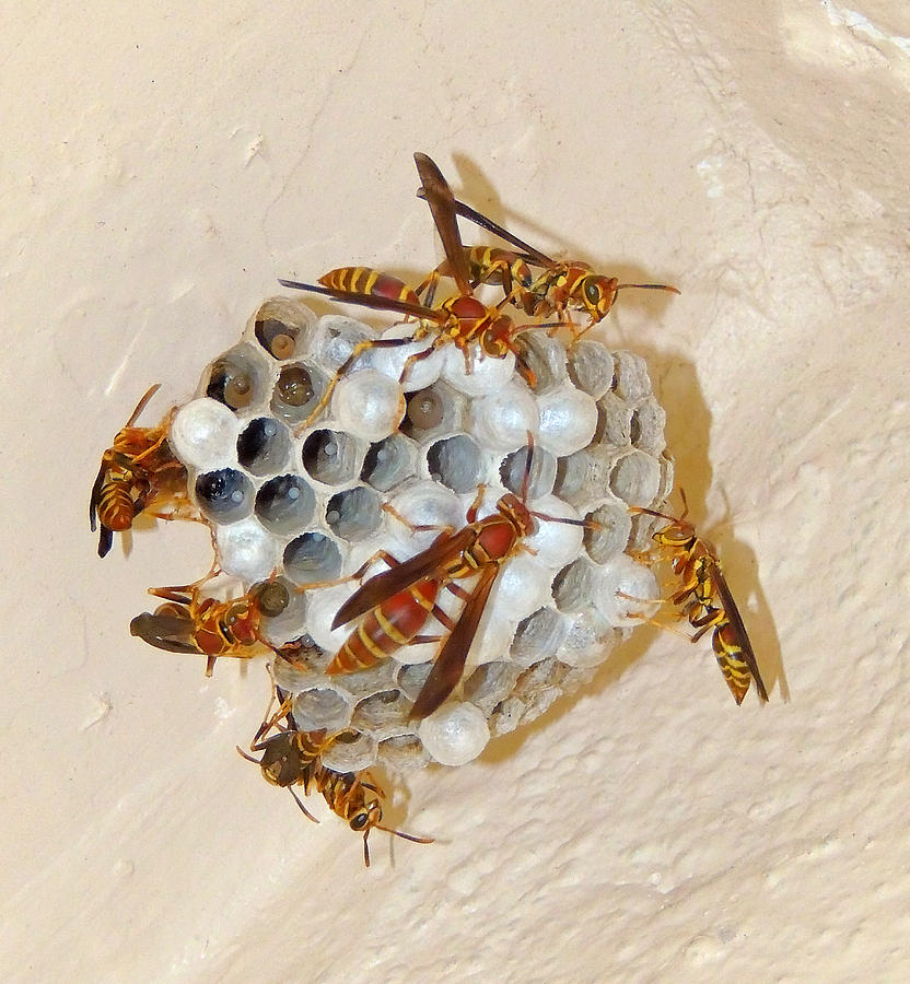 Paper Wasp House Photograph by Larry Mulvehill