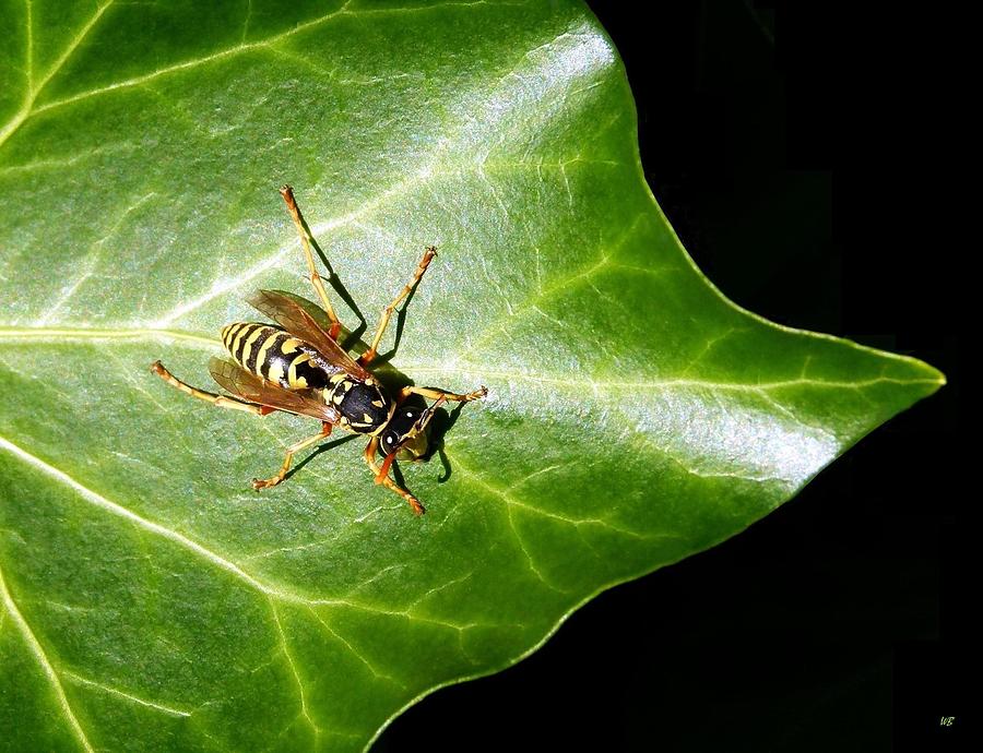 Nature Photograph - Paper Wasp On Ivy Leaf by Will Borden