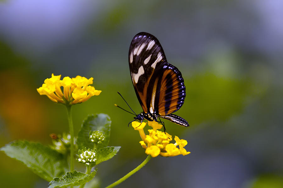 Papillon Sur La Fleur Photograph by Edward Kreis