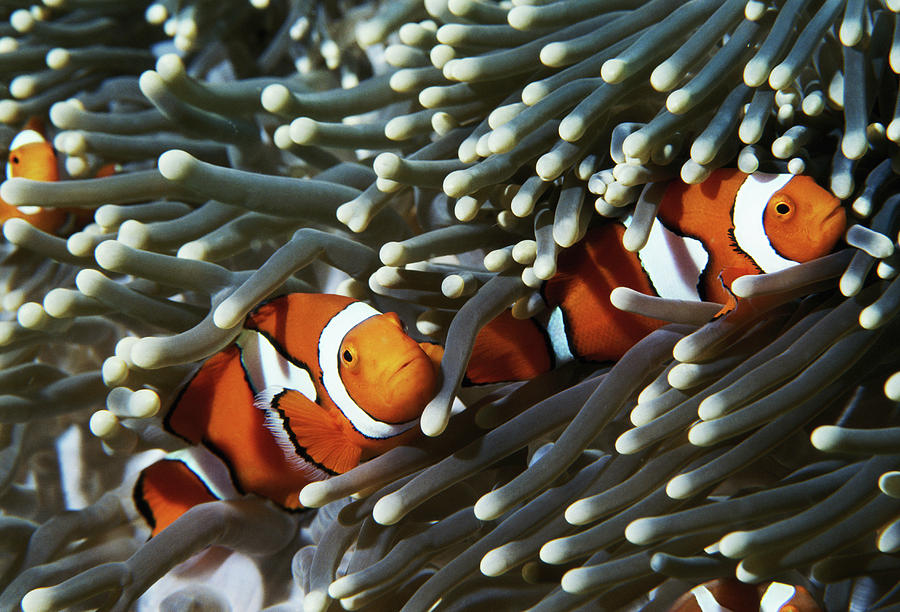 Papua New Guinea, Two False Clown Anemonefish And Sea Anemone ...