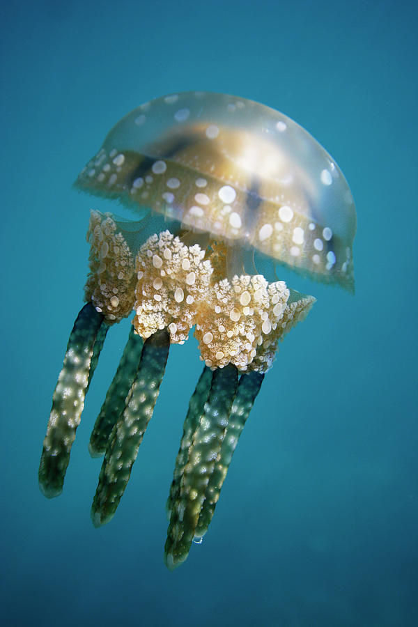 Wildlife Photograph - Papuan Jellyfish Mastigias Papua, Palau by Hiroya Minakuchi