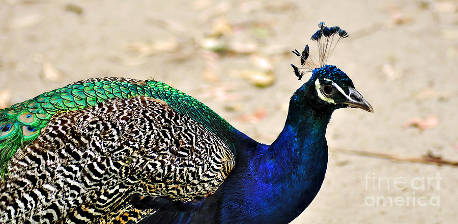 Peacock Photograph - Parading Peacock by Kaye Menner