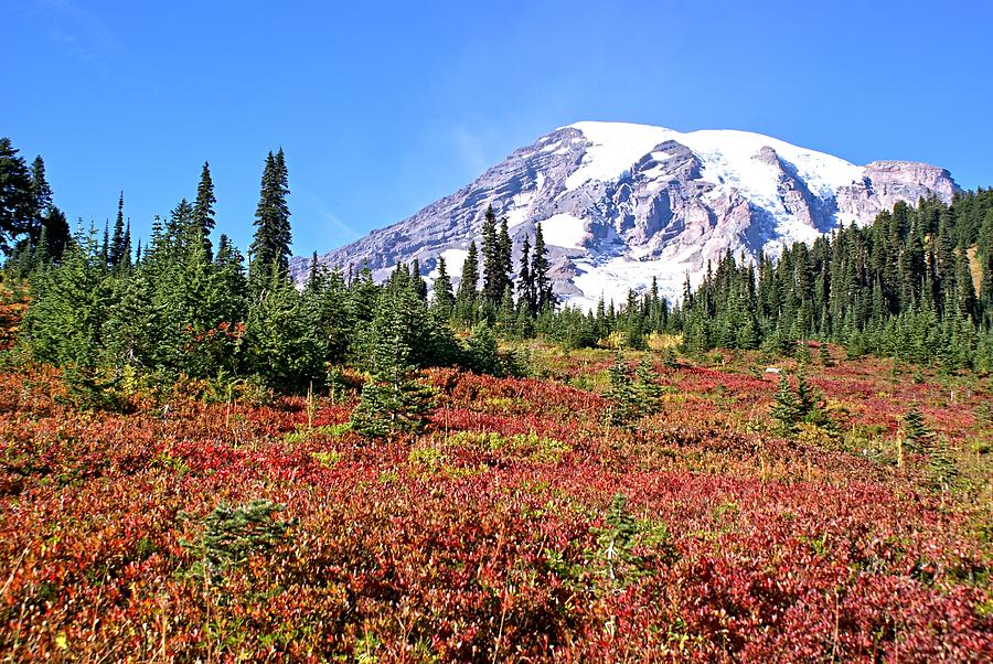 Paradise in Fall on MT. Rainier  Photograph by Rob Green