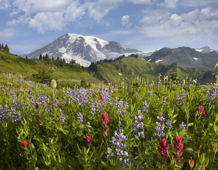 Paradise Meadow And Mount Rainier Mount Photograph by Tim Fitzharris