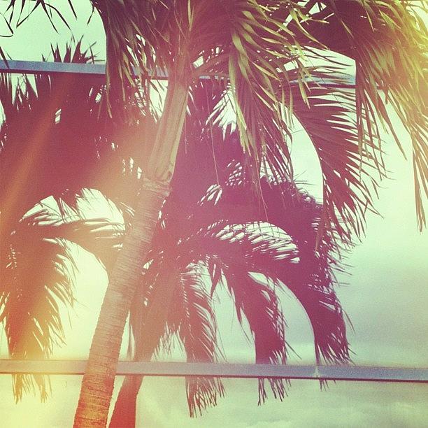 Sun Photograph - Paradise Palms by Love Bird Photo