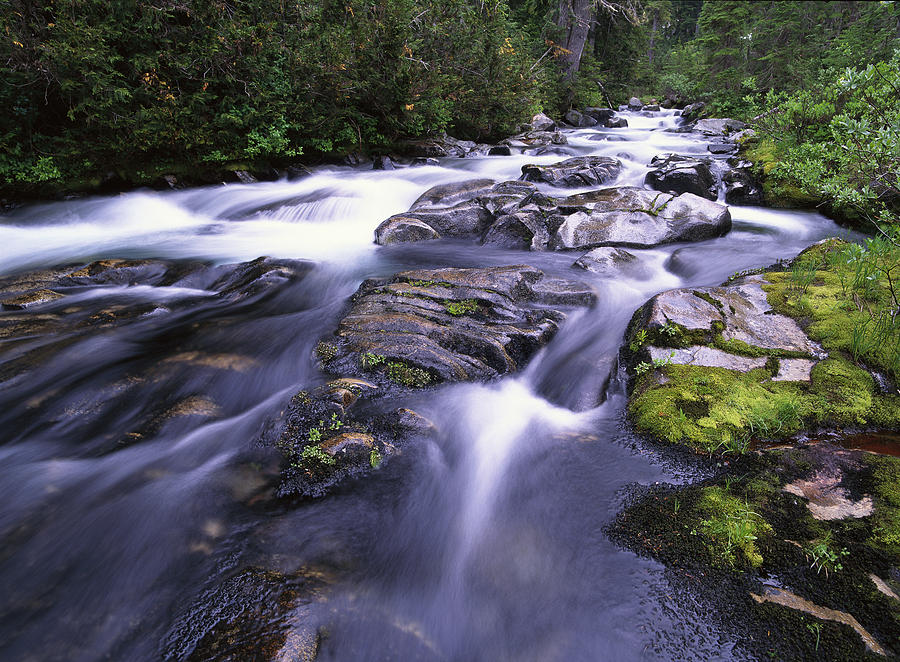 Paradise River Mt Rainier National Park Photograph by Tim Fitzharris