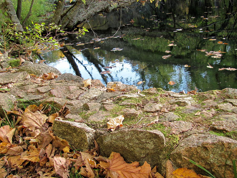 Tree Photograph - Paradise Springs Stone Wall by Anita Burgermeister