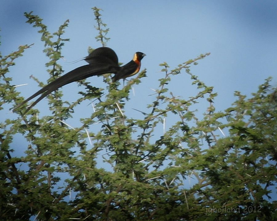 Bird Photograph - Paradise Whydah by Joseph G Holland