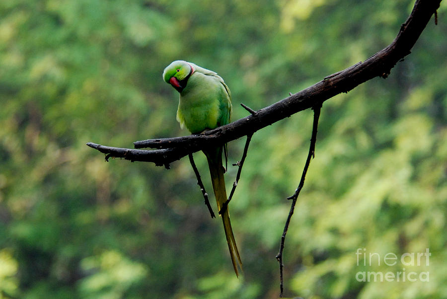 Parakeet in the Wild Photograph by Pravine Chester