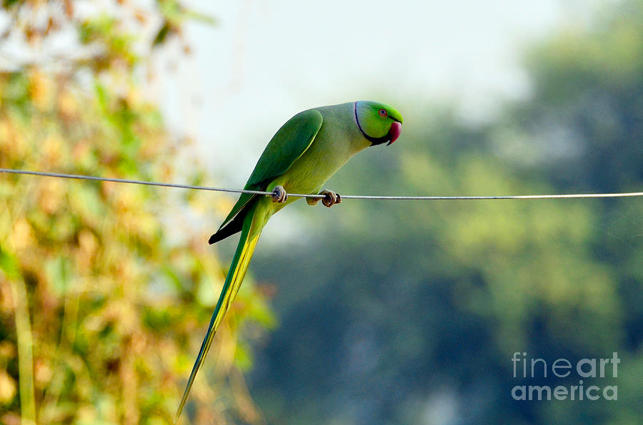 Parakeet on a Wire Photograph by Pravine Chester
