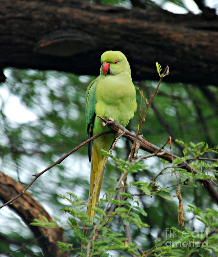 Parakeet Photograph by Pravine Chester