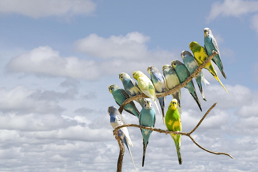 Parakeets perched on a limb Photograph by Randall Nyhof